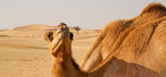 Emiraty-Arabskie-wypoczynek