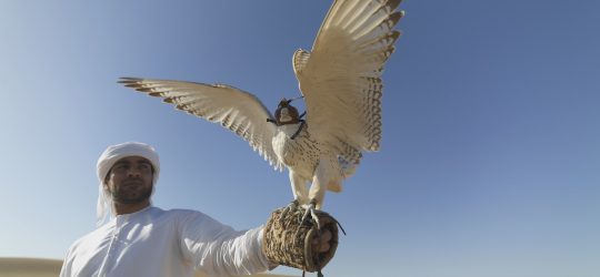 zjednoczone emiraty arabskie, sokół
