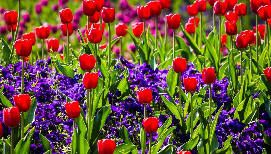 wycieczka-amsterdam-i-festiwal-tulipanow-wycieczka