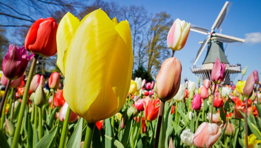 wycieczka-amsterdam-i-festiwal-tulipanow-wycieczka