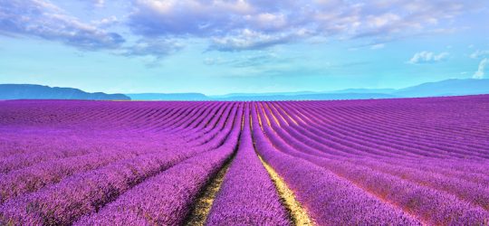 valensole