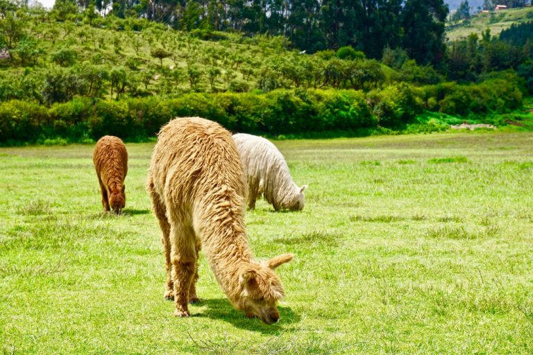 alpaka