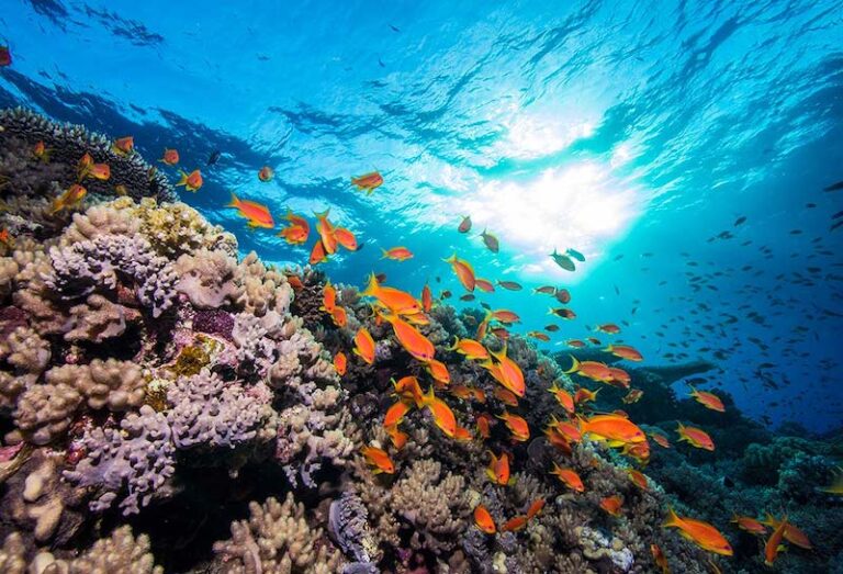 Gorgonia Beach Resort